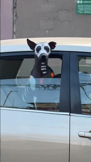 Dog Painted as the Xoloitzcuintli From Mictlan || ViralHog