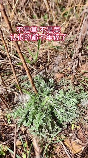 Rediscover Nature's Beauty: Countryside Spring Treasures