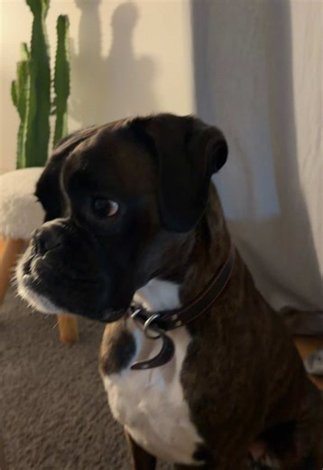 #dog #boxer #fyp #cute #foryoupage❤️❤️