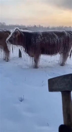 Frozen Cows Return: A Hilarious Animal Moment