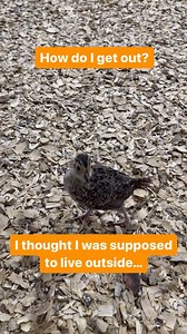 In a few short weeks, our first batch of pheasants will be released into their flight pens. Our pheasants are brooded for 6-8 weeks before being released into their flight pens. It is ideal that birds have 2-3 days of good weather when released outside so they are able to adjust to wind, dew, rain, and temperatures. #gamefarm #pheasants #hatching #brooding #wildlife #raisingbirds #uplandgame | Ingalls Pheasants & Fowl