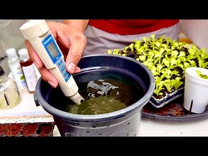 The Complete Guide to Growing Lettuce Hydroponically: From Seeding to Harvesting