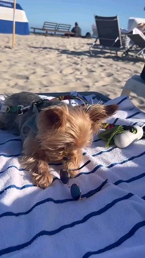274K views · 16K reactions | Like a boss @louieforprez | Yorkies Gram | Facebook