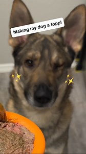 Making my dog a toppl with some of our new treats from REAL DOG BOX! Check out the 🔗 in our 🔗🌲 #cardiacalertdog #servicedog #workingdog #wlgsd #germanshepherd #dogtraining #ambulatorywheelchairuser #mcas #ehlersdanlossyndrome #pots | Demon.Dog.Duo