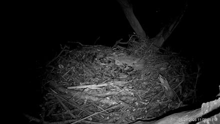 Hanover Eagles Live Cam - HDOnTap