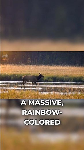 Why Bison & Grizzlies Rule Yellowstone #wildlife #nationalpark #adventure