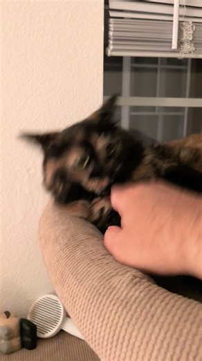 #amazonkitty #animalgame #kitten #cat everybody's favorite game pet the kitty late night edition!