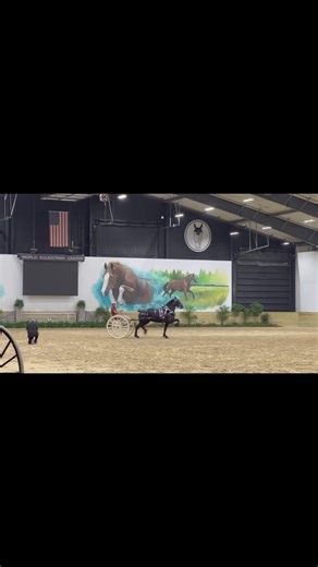 1K views · 1.2K reactions | Windermere’s Cha Cha sired by Bentley | Windermere Farms | Facebook