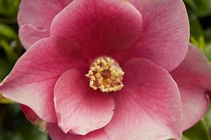 Camellias: The Queen of Shade Gardens | LoveToKnow