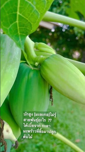 #papaya #somtum