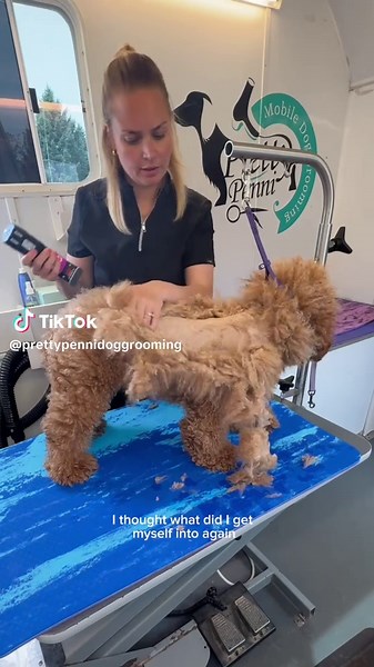 Matted Dog Grooming Tips for Cockapoos and Doodles