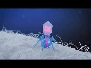 Bacteriophage Hunting Bacteria | 3D Science Animation #biology #scienceanimation