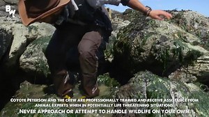 1.3M views | On this episode of Beyond the Tide, Coyote and the crew explore the tide pools of the San Juan Islands in search of bizarre marine creatures…and OH BOY do they find them! | Brave Wilderness | Facebook