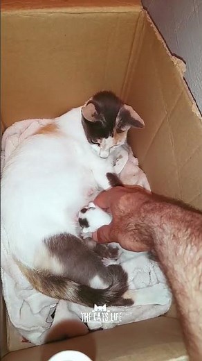 Mother Cat Lovingly Welcomes Newborn Kitten 🐱