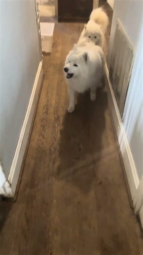 aero breaks up yogi’s argument with boo - the referee has spoken!