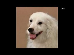 Full Stop Punctuation