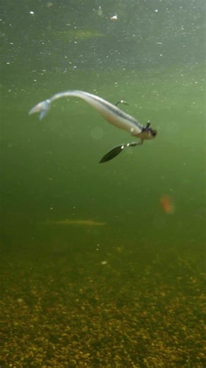 Control the Fall and Command Attention | The Juggle Spin Head | 6th Sense Fishing