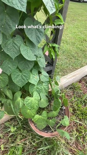 Morning glory and clematis are finally climbing up the trellis!