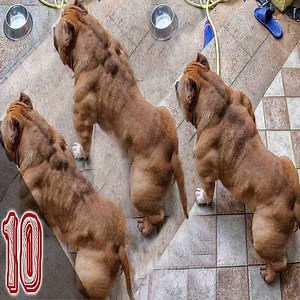 95K views · 982 reactions | I 10 Cani Più Pericolosi Al Mondo ! cre: infinito | Innamorarsi | Facebook