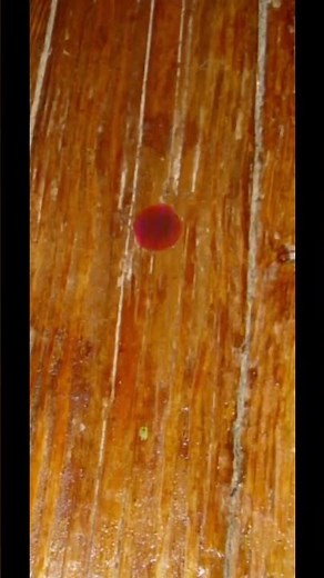 Pick a Flower meme #animation #meme #fyp