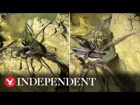 Terrifying spider catches and eats fish
