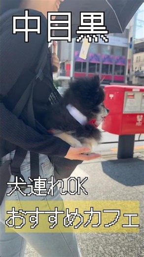 犬連れOK！おすすめカフェ🫖🍰【カフェHUIT】#カフェ #ペット同伴 #オシャレ #中目黒 #駅近 #目黒川 #HUIT