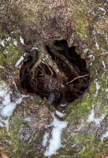 Natures commode #mississippi #toilet #tiktok #foryoupage #theoldtownblacksmith