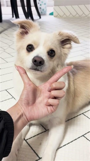 A Day in the Life of a Fidgety Puppy