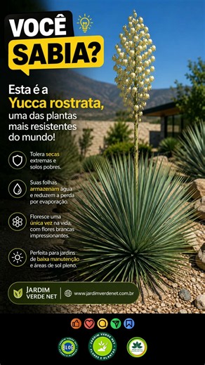 A Yucca rostrata é considerada uma das plantas ornamentais mais resistentes do mundo #shorts