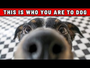 Your Dog Doesn’t See You as Human – Here’s What You Really Are to Them