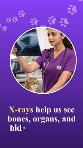 Pet X-Ray