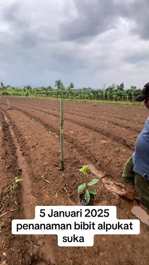 Planting Avocado Seedlings: A Step-by-Step Guide