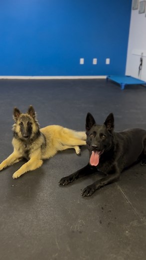 Early training & socialization is critical for all dogs but...