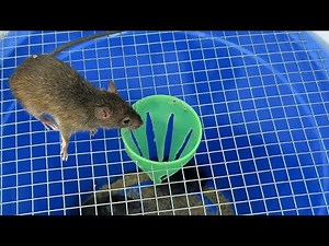 Mousetrap68//How to Make a Super Effective Bucket Mouse Trap in Just 5 Minutes #mousetrap