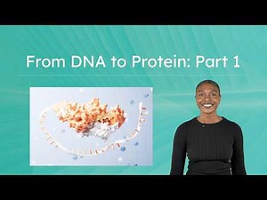 From DNA to Protein: Part 1 - Transcription