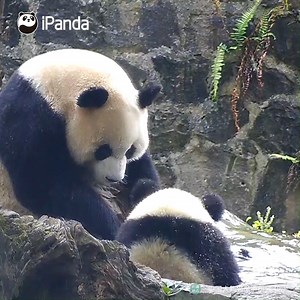97K views · 10K reactions | Baby, you've been disobedient recently, so today's panda paw pat is a reminder of mama's tough love. (Nong Nong & Lu Lu) #HiPanda #PandaTime #CCRCGP | iPanda | Facebook
