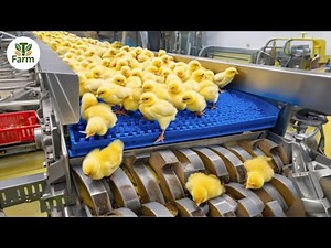How to Master Egg Incubation: Broiler Raising Techniques & Processing Insights | Processing Factory