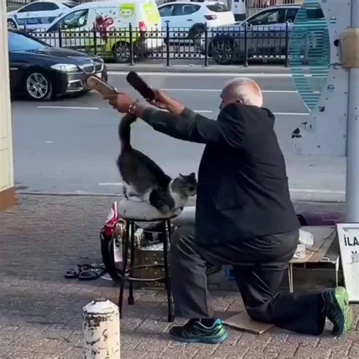 RT @bominouca: In Turkey, an elderly man who makes a living by shining shoes is visited every morning at the same time by a cat who asks hi…
