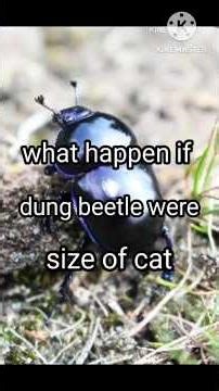 what happen if we make a dung beetle the size of a cat #groundbeetles