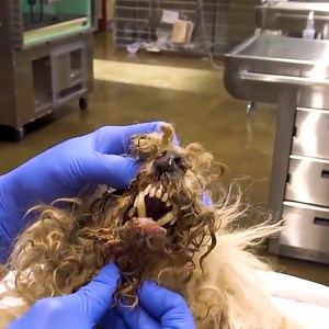 5.7K views · 172 reactions | Poodle makes a quick recovery thanks to these people凉 | Viral Stories | Facebook