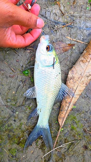 Indian Woman Cricket team world cup won day Fish catching Video Hindi new | Kolkata Fishing