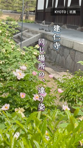 [Kyoto] Kenninji Temple | Peonies, blooming and wilting flowers 2026.4.25 #shorts