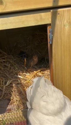 FulhamPalace on TikTok