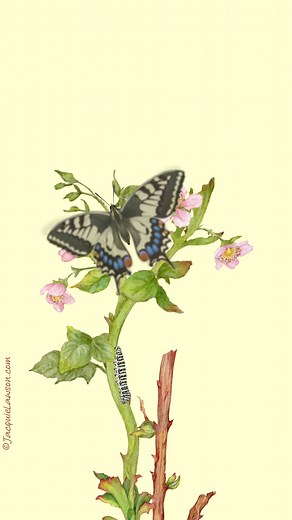 98 reactions · 32 shares | Personalise your greetings with Jacquie Lawson ecards | Jacquie Lawson ecards | Facebook