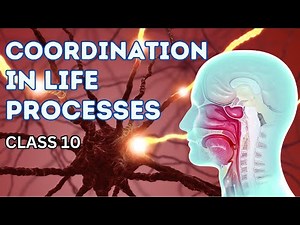 Coordination In Life Processes ||10th Class Biology || 2020 New Syllabus || Digital Teacher