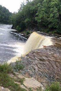 26K views · 433 reactions | Deer falls down a 50-foot waterfall and SURVIVES!! 歷 | Animal Lovers | Facebook