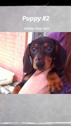 Crusoe & his siblings as puppies… #NationalPuppyDay