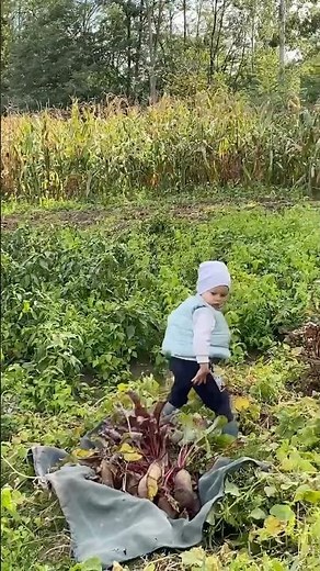 Am venit să îl ajut pe bunicul 👩‍🌾 #copilarie #romania #viatalatara