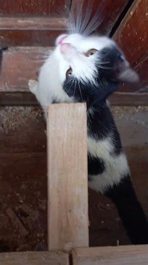 Kedim sakız #cat