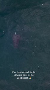 8.5K views · 654 reactions | STUNNING Leatherback Turtle | Drone Shark App | Facebook